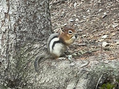 Ein Eichhörnchen sitzt auf einem Baumstamm und knabbert an einer Nuss, umgeben von einem grünen Waldboden.