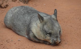 Ein ruhender Wombat auf orangefarbenem Sand, umgeben von trockener Erde und vereinzelten Ästen, wirkt friedlich und entspannt.