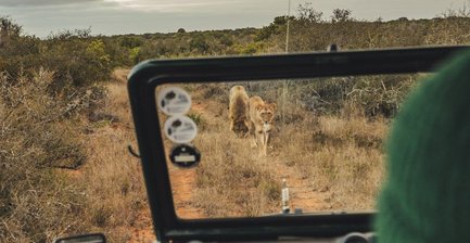 Löwen sichtbar bei Safari im Addo Nationalpark - Südafrika mit Kindern