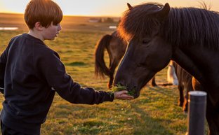 Ein Junge füttert ein schwarzes Pferd mit frischem Gras, während die Sonne im Hintergrund untergeht.