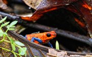 Blue Jeans Frosch - Costa Rica mit Kindern