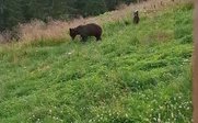 Bären in freier Natur - Rumänien Reise mit Jugendlichen