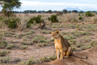 Eine Löwin sitzt in der Savanne und beobachtet aufmerksam die Umgebung