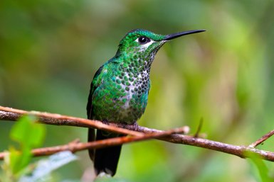Kleiner Kolibri ruht auf einem Ast im Regenwald – Costa Rica Familienurlaub