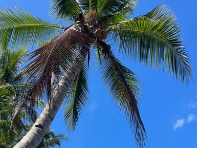Hohe Palme im tropischen Marino Ballena Nationalpark – Costa Rica Reise mit Kindern