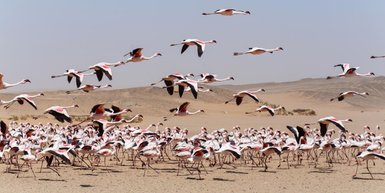 Eine Gruppe Flamingos fliegen los - Namibia Urlaub mit Kindern