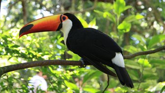 Ein Toucan sitzt auf einem Ast, umgeben von dichtem, grünem Laub, während unscharfe Menschen im Hintergrund sichtbar sind.