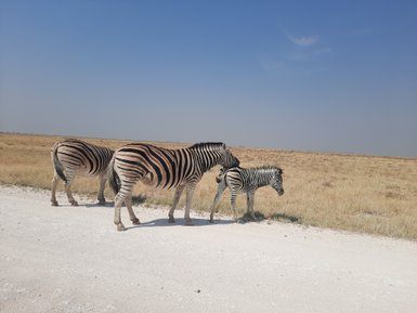 Drei Zebras stehen am Rand einer Straße - Namibia Familienurlaub