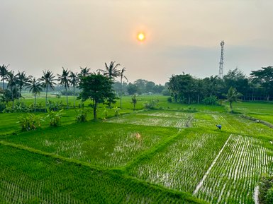 Üppige grüne Landschaft rund um Ubud während des Sonnenuntergangs – Bali Reise mit Kindern