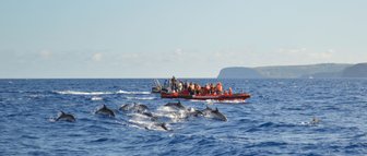 Eine Gruppe von Touristen beobachtet spielende Delfine in den Wellen des Ozeans, während ein Boot in der Nähe fährt.