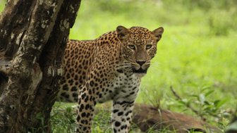 Ein Leopard blickt aufmerksam im Nationalpark – Sri Lanka Familienreise