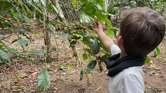 Kind erntet Kaffeebohnen auf einer Plantage – Indonesien Reise mit Kindern