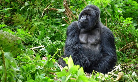 Ein majestätischer Gorilla sitzt inmitten üppiger, grüner Vegetation und blickt nachdenklich in die Ferne.