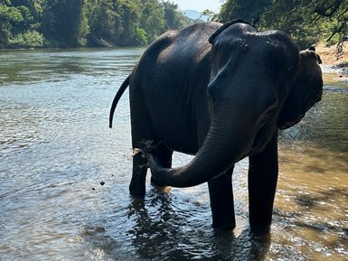 Verspielter Elefant planscht und spritzt im Wasser – Thailand Familienreise