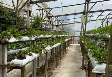 Pflanzen gedeihen in einem gepflegten Gewächshaus in den Cameron Highlands – Malaysia & Borneo mit Kindern