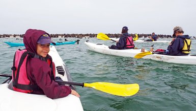 Eine Reisegruppe steht mit Kajaks direkt vor einer Gruppe Robben - Namibia Urlaub mit Kindern