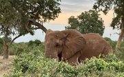 Ein Elefant steht hinter einem dichten Busch, umgeben von Bäumen und einer sanften, bewölkten Abendhimmel.