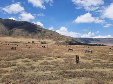 Zebras und Gnus fressen gemeinsam in der Weite des Ngorongoro-Kraters – Tansania Reise mit Kindern