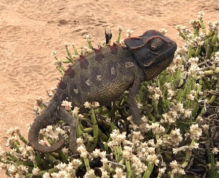 Ein Chamäleon sitzt auf einem blühenden Kaktus
