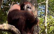 Ein Orang-Utan sitzt entspannt auf einem Baumstamm, umgeben von üppigem, grünem Laub und strahlendem Sonnenlicht.