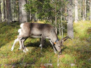 Ein Rentier grast in einem grünen Wald, umgeben von hohen Bäumen und buntem Unterholz.