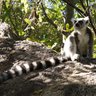 Katta Lemur auf Stein - Madagaskar Family & Teens