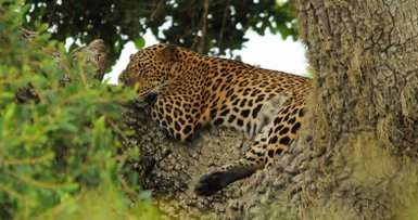 Leopard schläft entspannt auf einem Ast inmitten der Natur – Sri Lanka Familienreise