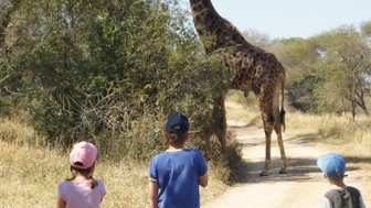 Kinder beobachten eine Giraffe beim Fressen in der Savanne von Makutsi – Südafrika Familienreise