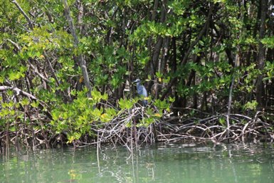Ein grauer Vogel steht auf einem Ast, umgeben von üppigem, grünem Laub und reflektierendem Wasser im Hintergrund.