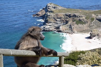 Affe sitzt auf einem Felsen mit Blick auf die Küste am Kap der Guten Hoffnung – Garden Route Reise mit Kindern