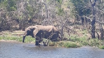 Ein Elefant steht im Wasser und frisst Pflanzen, umgeben von grünen Bäumen und trockenem Gestrüpp im Hintergrund.