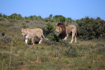 Löwe und Löwin laufen gemeinsam durch die Landschaft im Addo Nationalpark – Garden Route mit Kindern