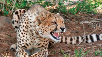 Ein Gepard faucht mit geöffnetem Maul in der trockenen Savanne – Südafrika Reise mit Kindern