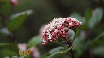 Eine Nahaufnahme von einem blühenden Lorbeer-Schneeball mit rosa und weißen Blüten, umgeben von grünen Blättern.