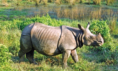Ein Nashorn steht majestätisch in einem grünen, bewachsenen Gebiet neben einem ruhigen Gewässer.