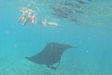 Kinder beobachten beim Schnorcheln Manta-Rochen unter Wasser – Bali mit Kindern