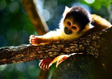 Ein Baby-Affe sitzt auf einem Baum in Monkeyland – Garden Route Reise mit Kindern