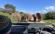 Begegnung mit Herde Elefanten - Garden Route for family - Garden Route mit Kindern