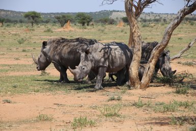 Vier Nashörner genießen den Schatten eines Baumes - Namibia Familienurlaub