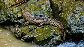 Ein Krokodil liegt entspannt auf einem moosbedeckten Felsen in einem klaren, braunen Fluss des Corcovado-Nationalparks.