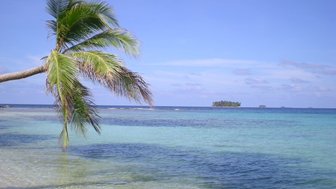 Eine Palme neigt sich über das klare, türkisfarbene Wasser, während eine kleine Insel in der Ferne sichtbar ist.