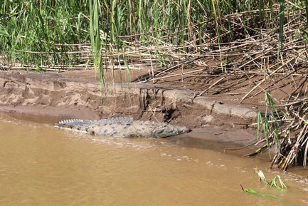 Krokodil am Flussufer während einer Schlauchboot-Tour bei der Maquenque Eco Lodge – Familienreise Costa Rica