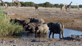 Mehrere Elefanten und Giraffen stehen an einem Wasserloch - Namibia Familienurlaub