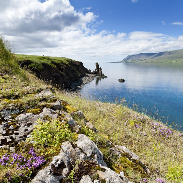 Eine malerische Küstenlandschaft mit grünem Gras, bunten Blumen und ruhigem Wasser, das die Felsen reflektiert.