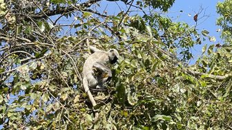 Ein grauer Affe sitzt hoch oben in einem Baum, umgeben von üppigem grünem Laub und strahlend blauem Himmel.