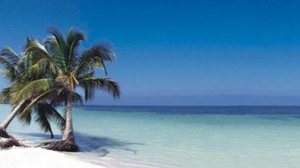 Ein ruhiger Strand mit weißen Sandflächen und sanften Wellen, umgeben von hohen Palmen unter einem strahlend blauen Himmel.