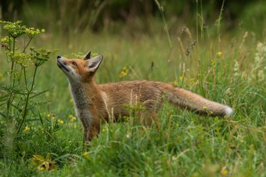 Ein junger Fuchs steht in einer grünen Wiese und schnüffelt neugierig an einer Pflanze, umgeben von bunten Blumen.