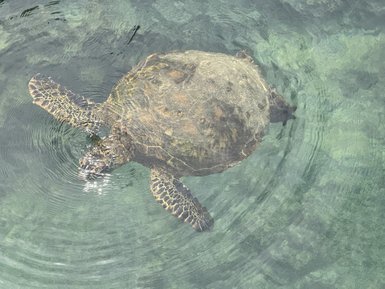 Eine große Meeresschildkröte schwimmt ruhig im klaren Wasser, während sanfte Wellen um sie herum kreisen.