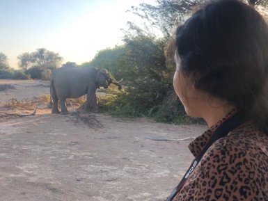 Ein Elefant frisst Blätter von einem Busch - Namibia mit Jugendlichen