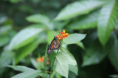 Bunter Schmetterling sitzt auf einer Blume im EcoCentro Danaus in Alajuela – Costa Rica Reise mit Kindern